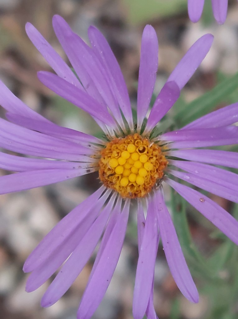 Close up of an aster with purple petals and a yellow center.