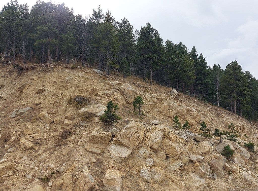 A rocky cliff with pine trees growing along the top of it.