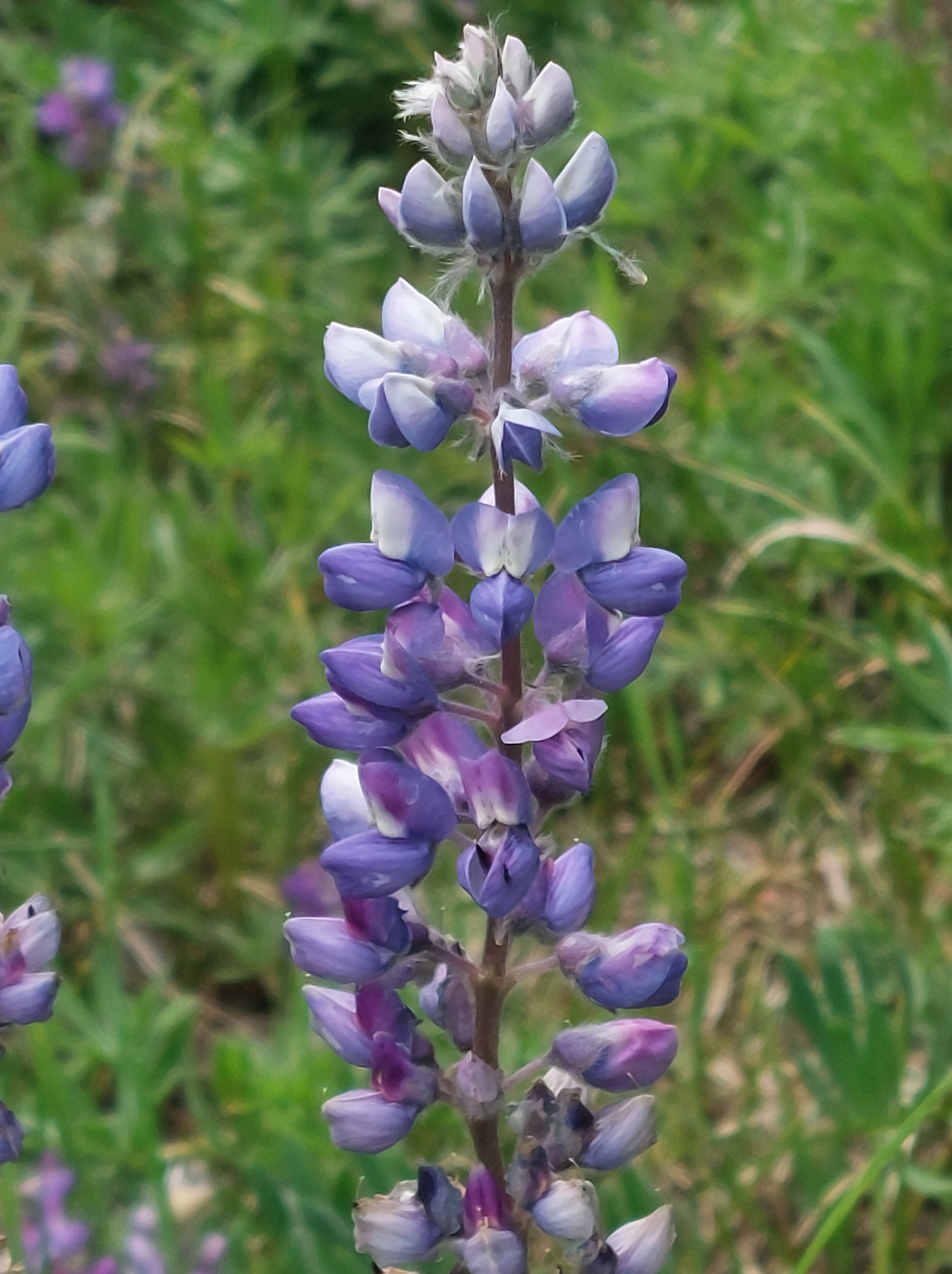 A purple wildflower.