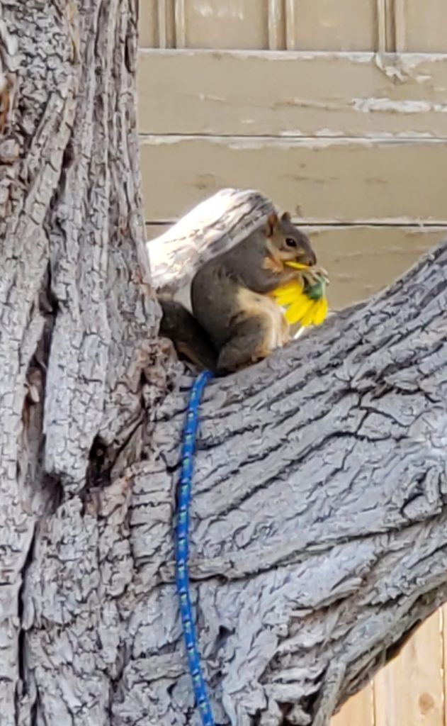 A squirrel sitting on a jump rope in a tree and eating a sunflower.